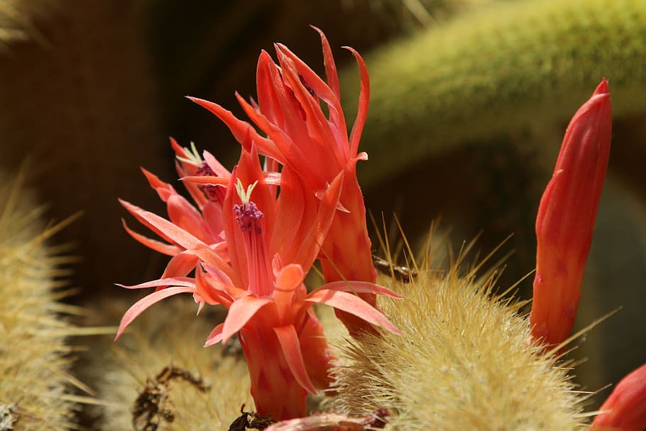 cactus, blossom, bloom, spur, close, plant, flower, flowering plant HD wallpaper
