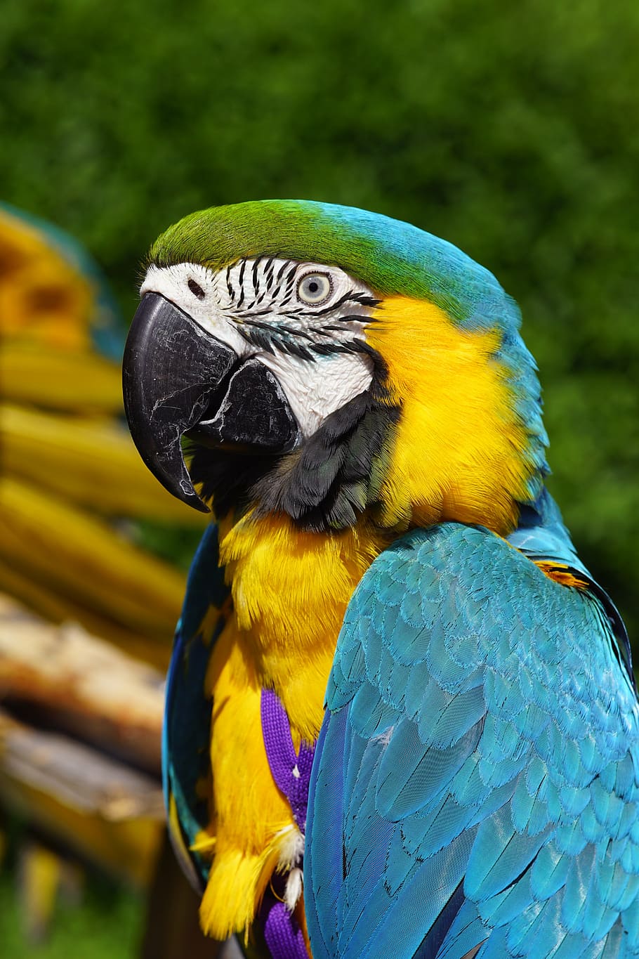 ara, blue, parrot, bird, animal, animal themes, animal wildlife HD wallpaper