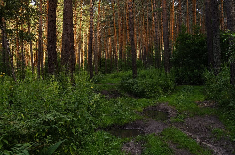 photo of grass field and trees, road, forest, summer, landscape HD wallpaper