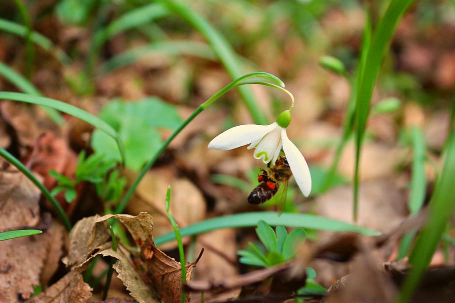 snowdrop, bee, plant, spring, nectar, nature, leaf, insect HD wallpaper