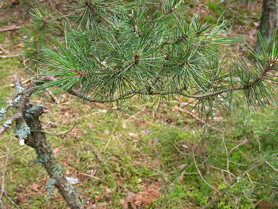 branch, pine, needles, green, tree, conifer, plant, growth HD wallpaper