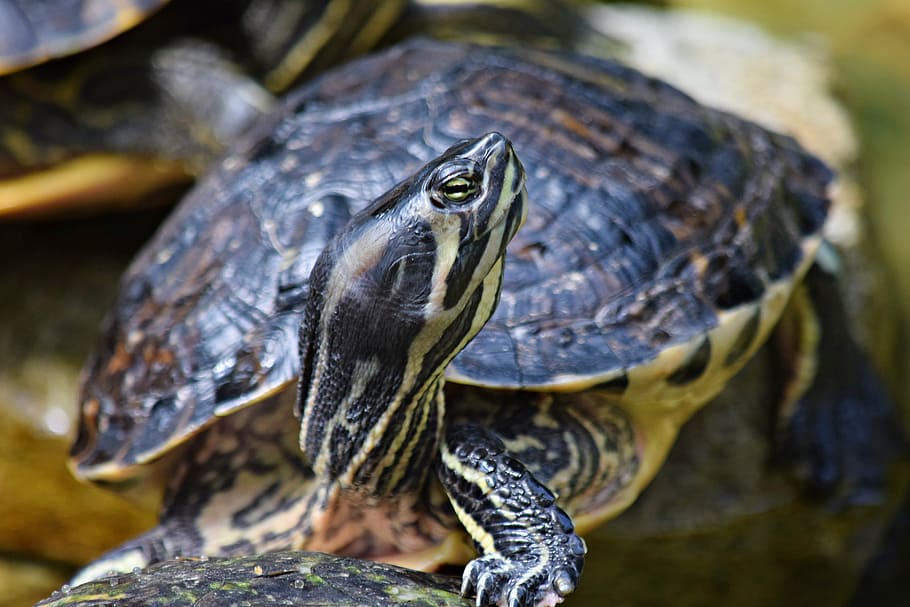 gad, water, profile, turtle, shell, eye, the head of the, animal HD wallpaper