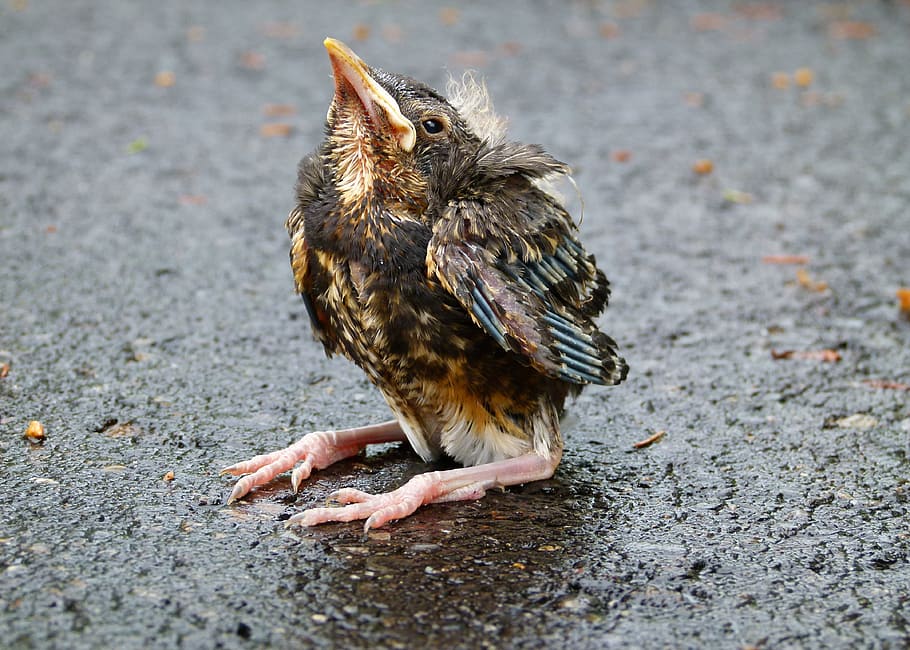 black and brown chick on black surface at daytime, red robin HD wallpaper