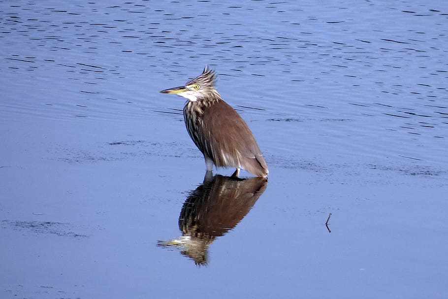 pond heron, bird, reflection, creek, karwar, india, animal themes HD wallpaper