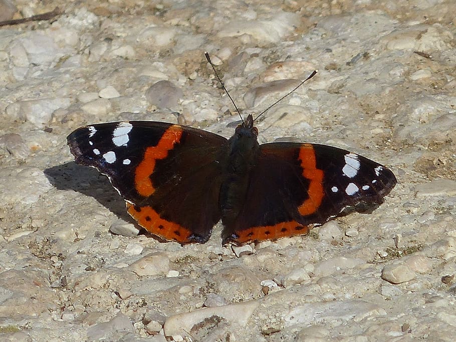 Butterfly, Ali, Insect, butterfly - Insect, nature, animal HD wallpaper