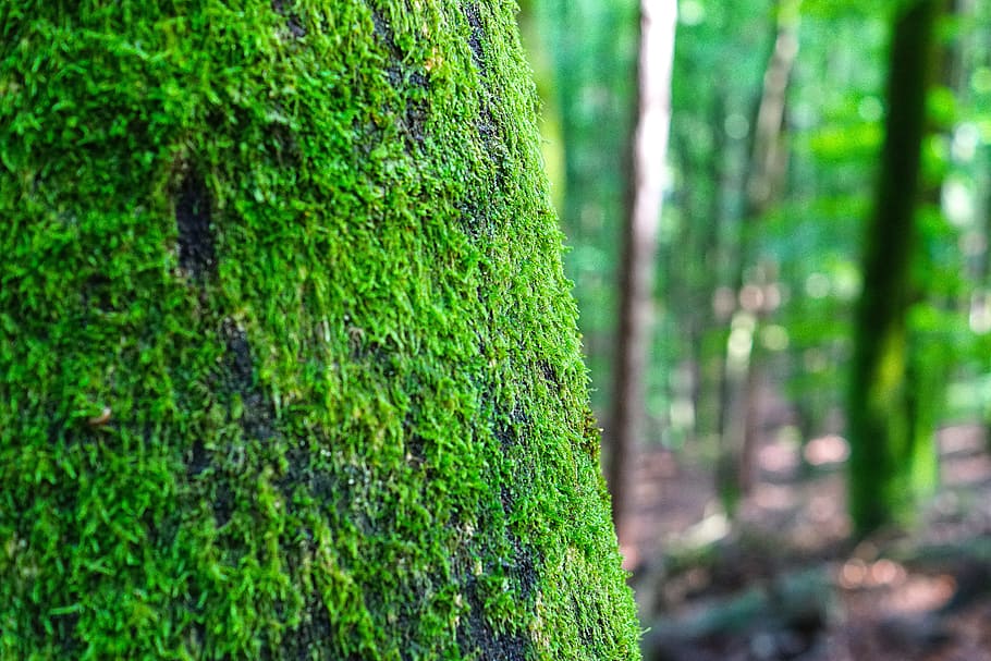 tree, foam, trunk, lichen, forest, green, wood, nature, green color HD wallpaper