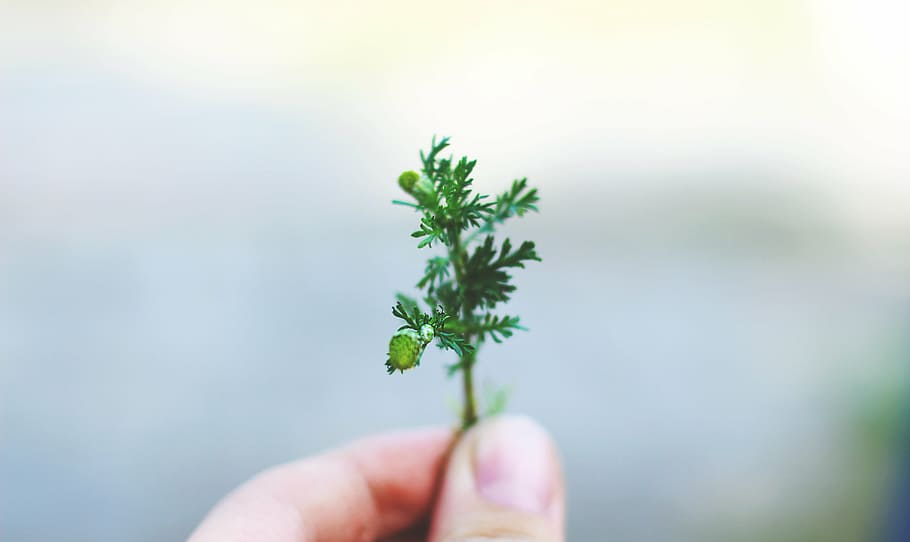 person holding green plant, leaf, blur, hand, human hand, human body part HD wallpaper