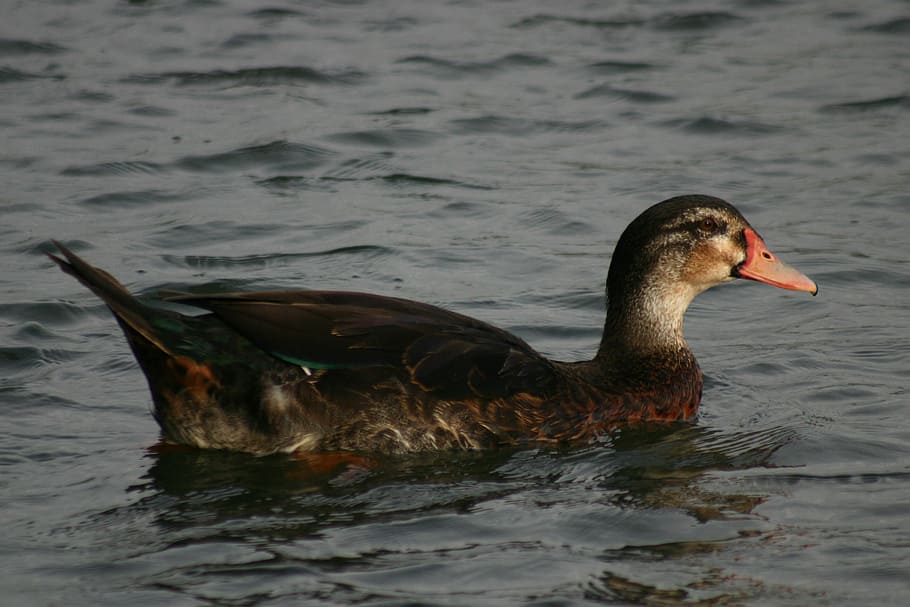 nature, duck, swim, animals in the wild, animal themes, animal wildlife HD wallpaper