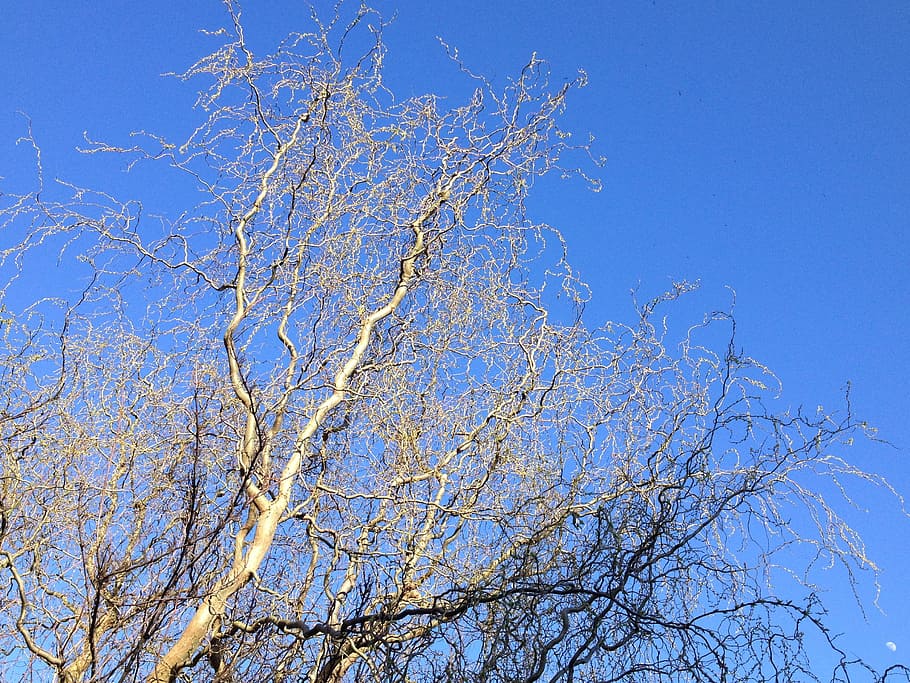 Nature, Tree, Sunlight, Sky, blue, clear sky, day, no people HD wallpaper