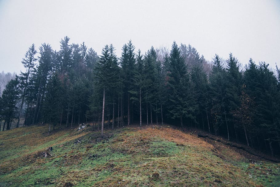 pine tree forest, landscape photography of trees at daytime, green leaf HD wallpaper