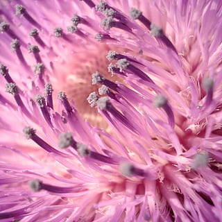 thistle, pink, violet, macro, nature, flower, spring, wild HD wallpaper