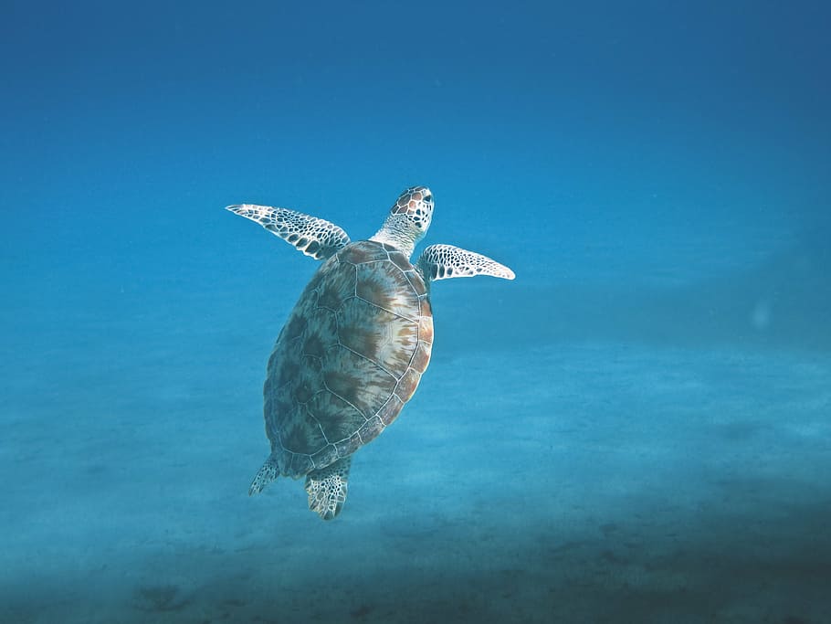 underwater photography of sea turtle, animal, marine, ocean, nature, HD wallpaper