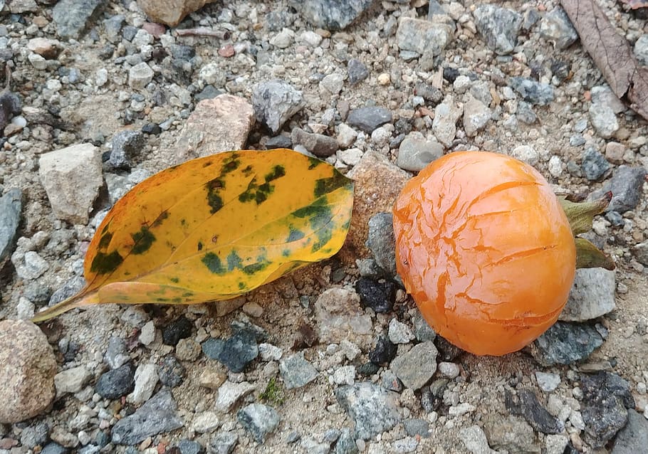 persimmon, persimmon leaf, fallen, leaves, autumn, c, al green moon rock, HD wallpaper