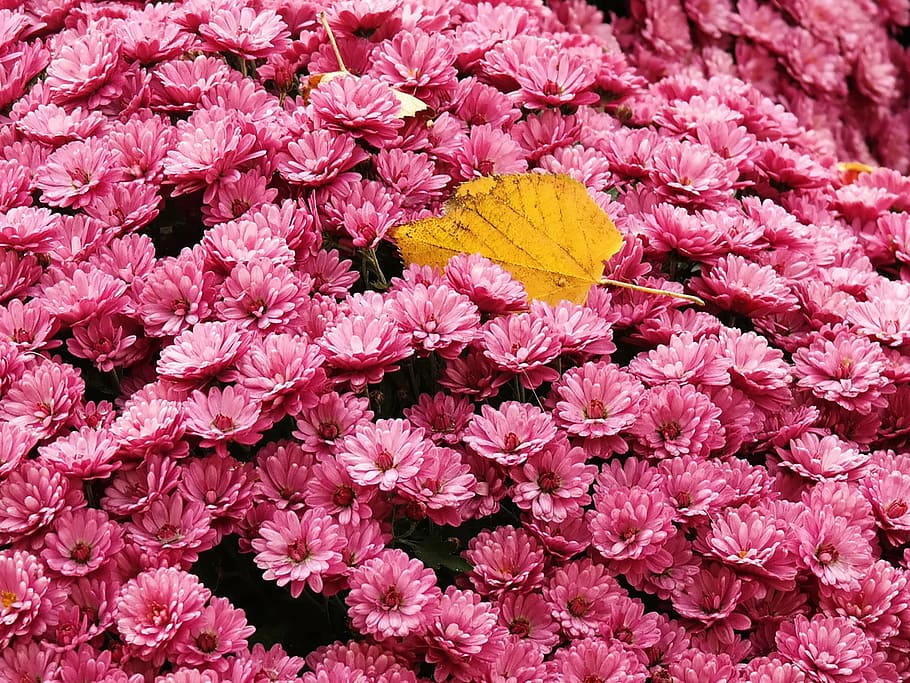 gerbera, flowers, pink, flower bed, leaf, lonely, alone, recovered, HD wallpaper