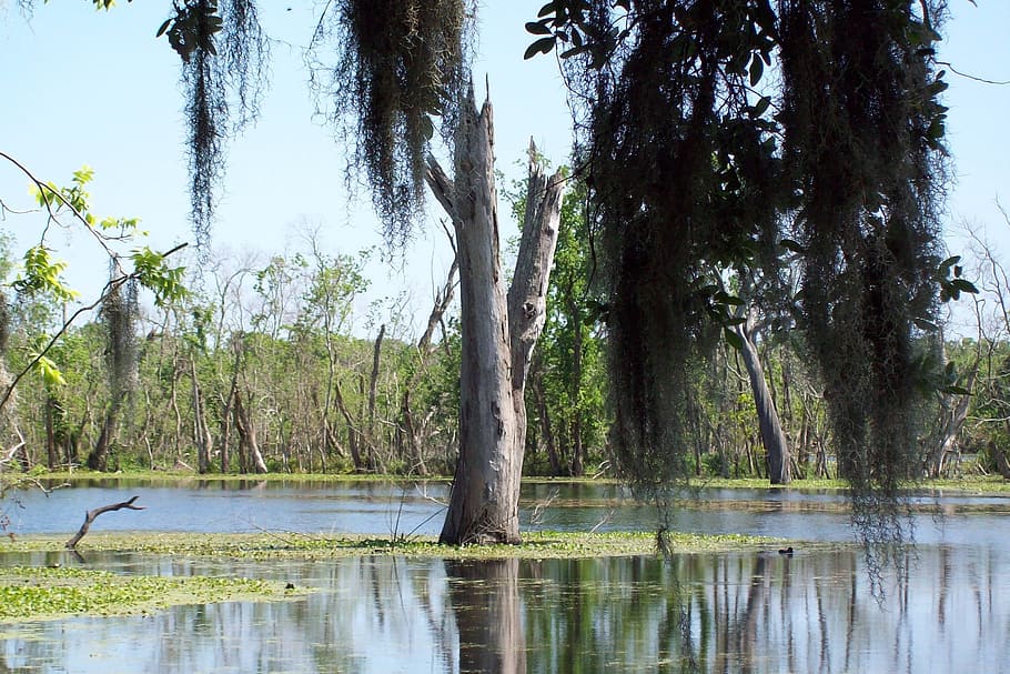 Swamp, Water, Trees, Green, Park, landscape, wilderness, scenery HD wallpaper