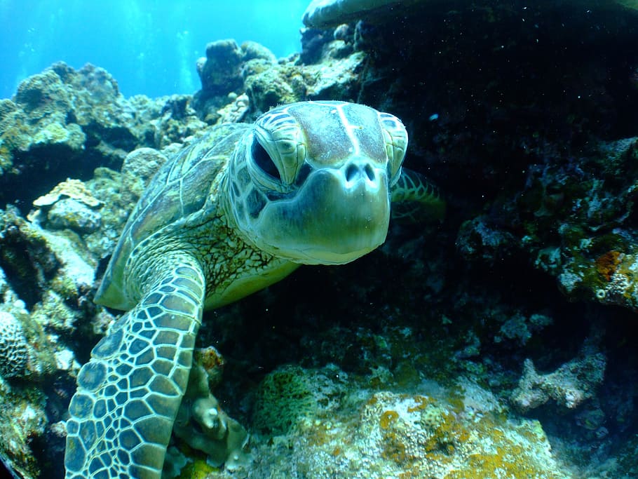 green sea turtle swimming on sea, diving, underwater, reef HD wallpaper