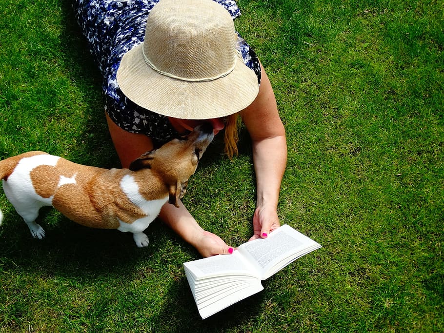 tan and white dog lying on the green grass, book, read, jack russell HD wallpaper