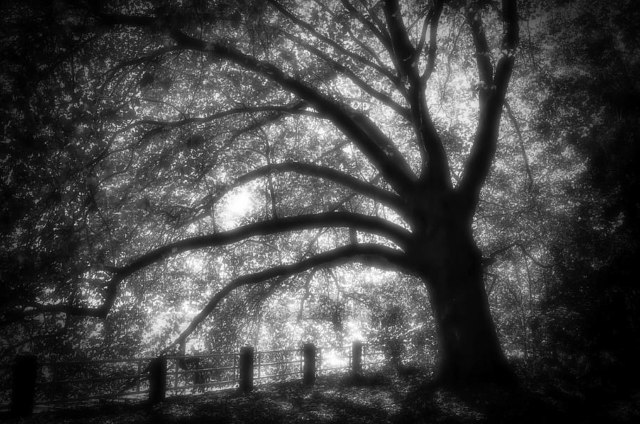 grayscale photo of tree, black and white, forest, nature, autumn HD wallpaper