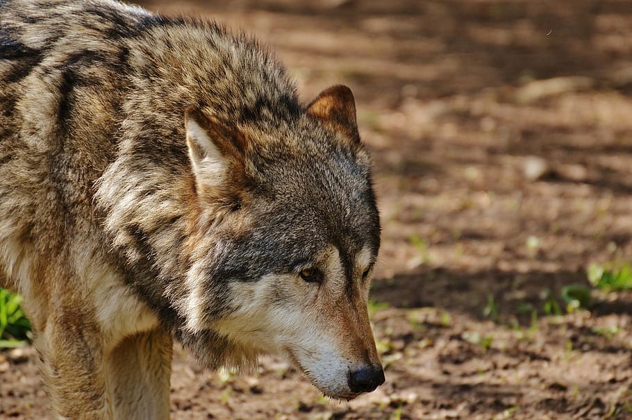 wolf standing on brown soil, wild animal, predator, nature, deer park, HD wallpaper