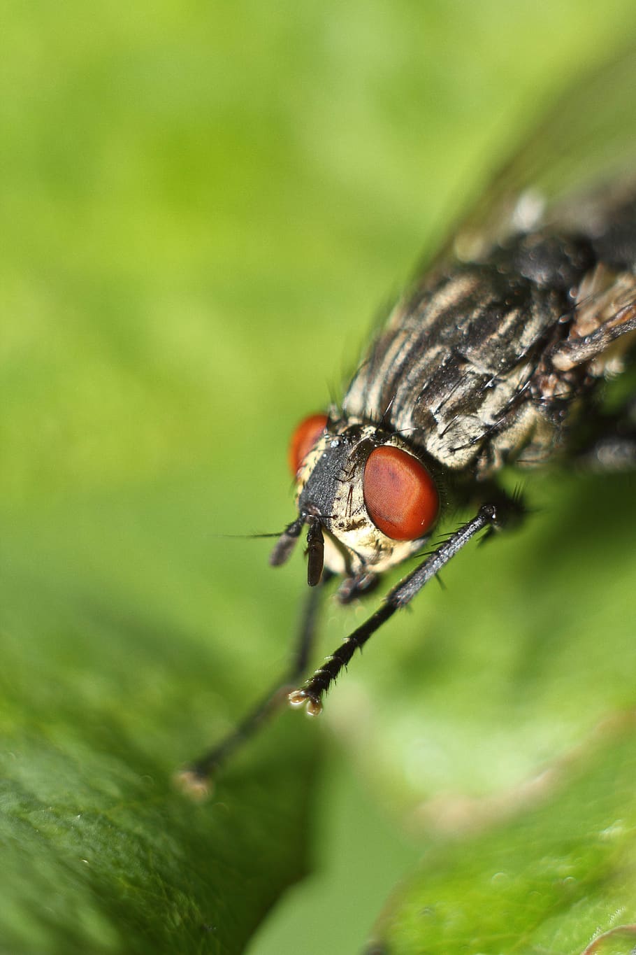 fly, fly insect, macro, invertebrate, animal themes, one animal HD wallpaper