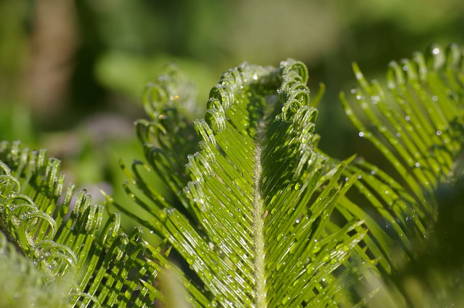 leaf, plant, fronds, green, tropical, foliage, branch, garden HD wallpaper
