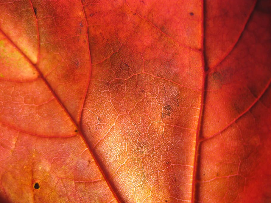 close-up photography of red leaf, Autumn, Leaves, Forest, Structure HD wallpaper