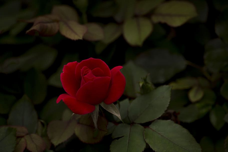 Rose, Red, Flower, Bloom, Blossom, Plant, petals, love, romance HD wallpaper
