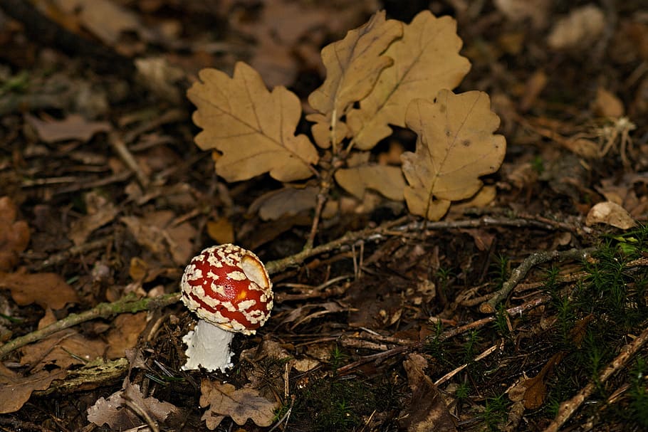 toadstool, red, toxic, fungus, macro, nature, moss, needles HD wallpaper