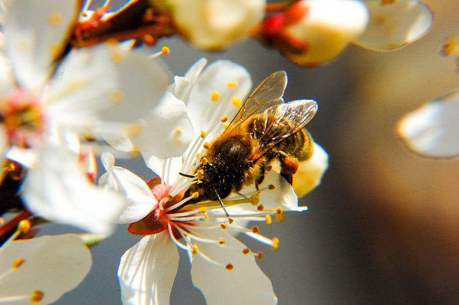 bee, flower, nectar, insect, spring, pollen, garden, nature HD wallpaper