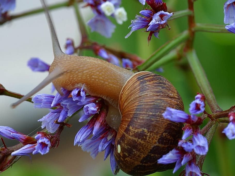 snail, shell, flower, leaf, slowly, creature, animal, nature HD wallpaper
