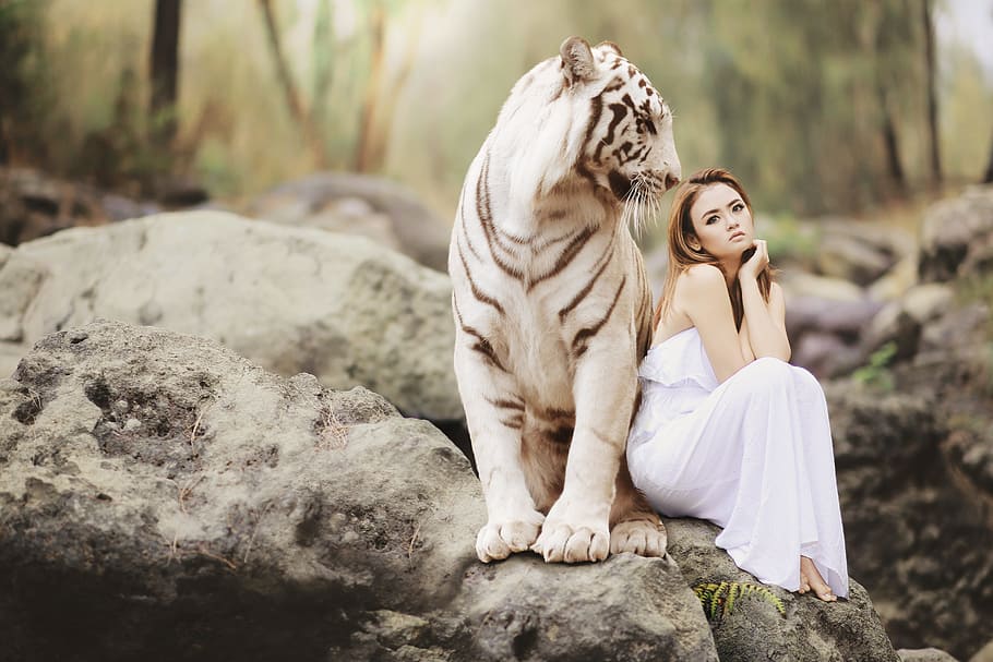 photography of woman in white dress beside the white and gray tiger, HD wallpaper