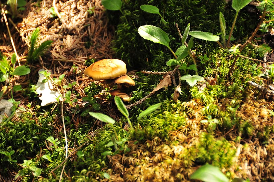 herbstimpression, forest, mushroom, vegetable, growth, food HD wallpaper