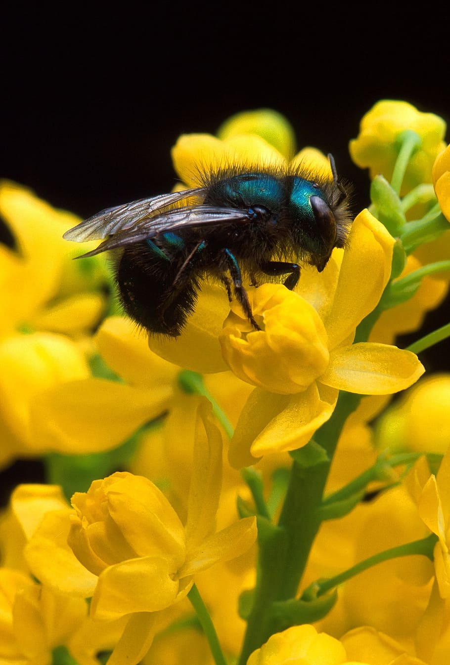 bee, pollen, insect, flower, macro, nature, pollination, blossom HD wallpaper