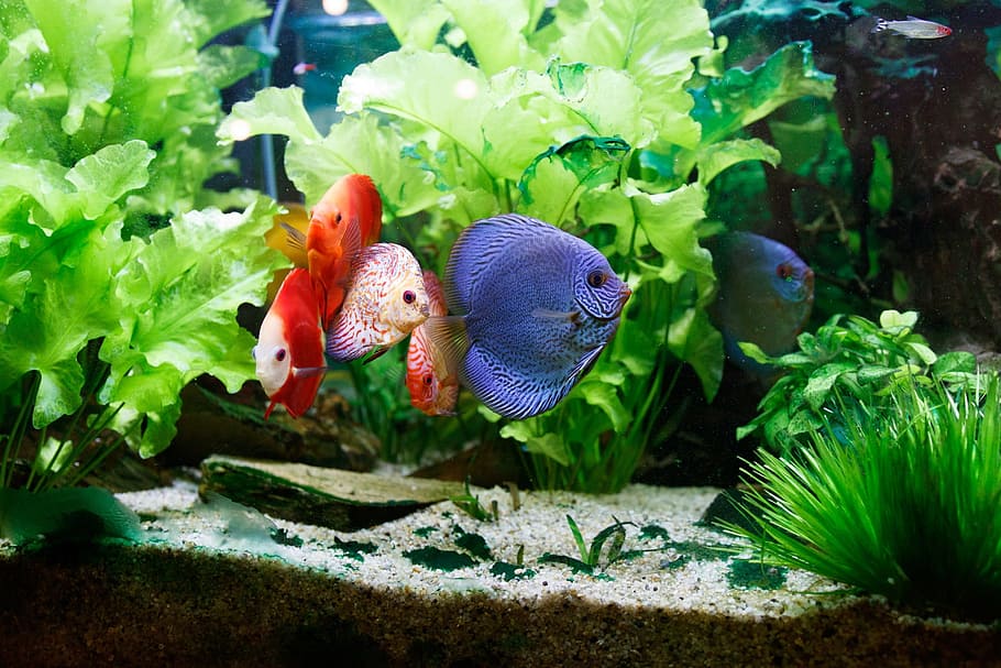 group of discus fish, Fish, Tank, Aquarium, Water, Colorful, swimming