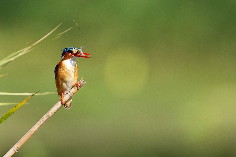 selective focus photo of river kingfisher perching on branch of tree HD wallpaper