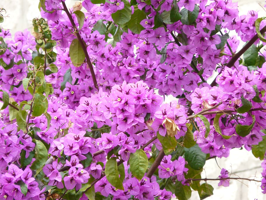 flower, bougainvillea, plant, color, purple, flowering plant, HD wallpaper