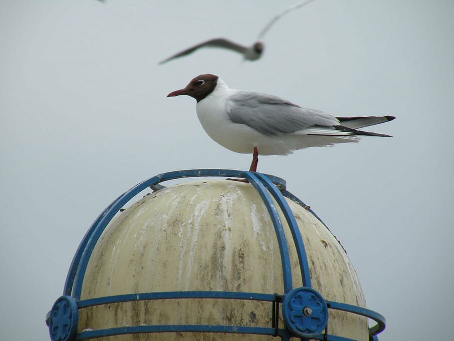 seagull, sitting, lamp, birds, still life, water birds, grey HD wallpaper