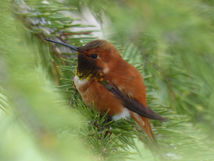 brown long-beaked bird on top of tree branch, hummingbird, feathered HD wallpaper