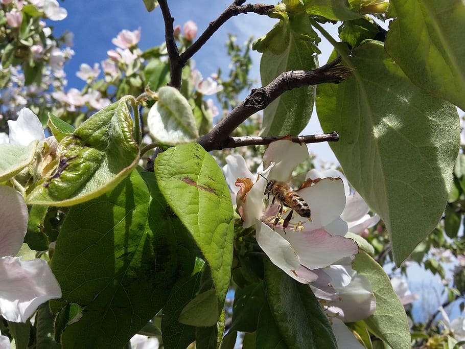 bees, flowers, nature, spring, plant, leaf, growth, plant part HD wallpaper
