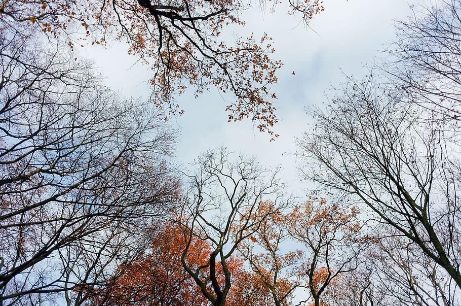 Tree tops in the park, nature, branch, sky, outdoors, season HD wallpaper