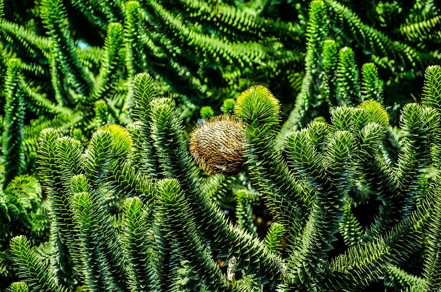 tree, botany, branch, close-up, detail, flora, macro, nature HD wallpaper