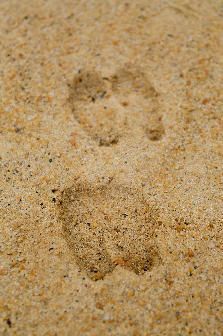 foot prints on sands, two paw prints in the sand, footprint, track, HD wallpaper