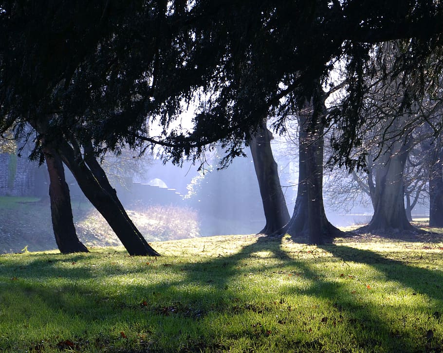 wood, shadows, trees, grass, light, forest, forest landscape HD wallpaper