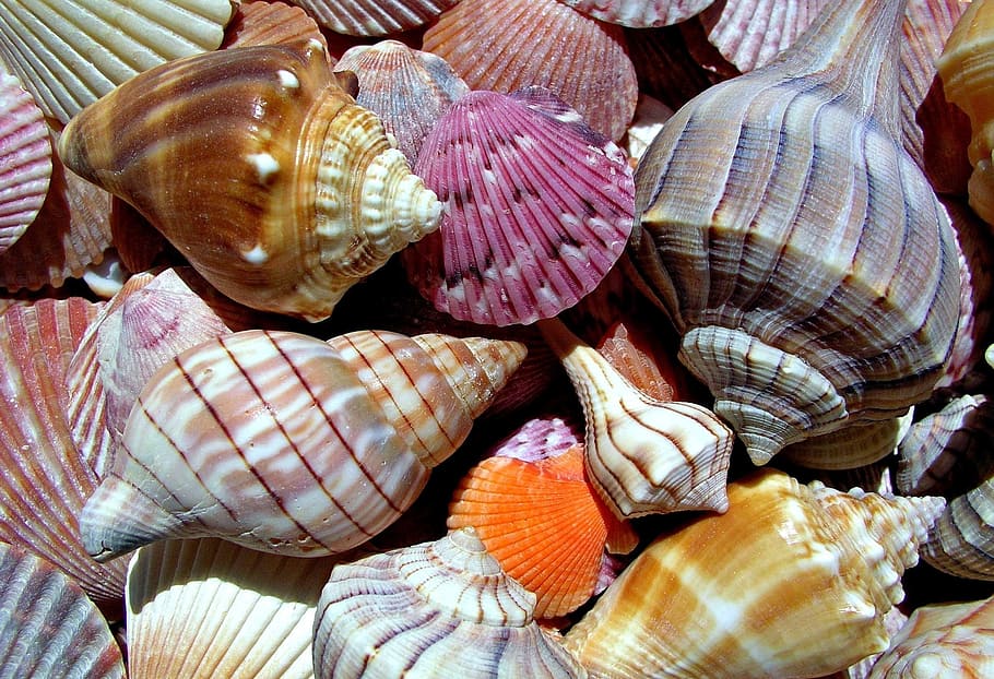 pile of assorted seashells, marine, rear, backgrounds, animal wildlife HD wallpaper