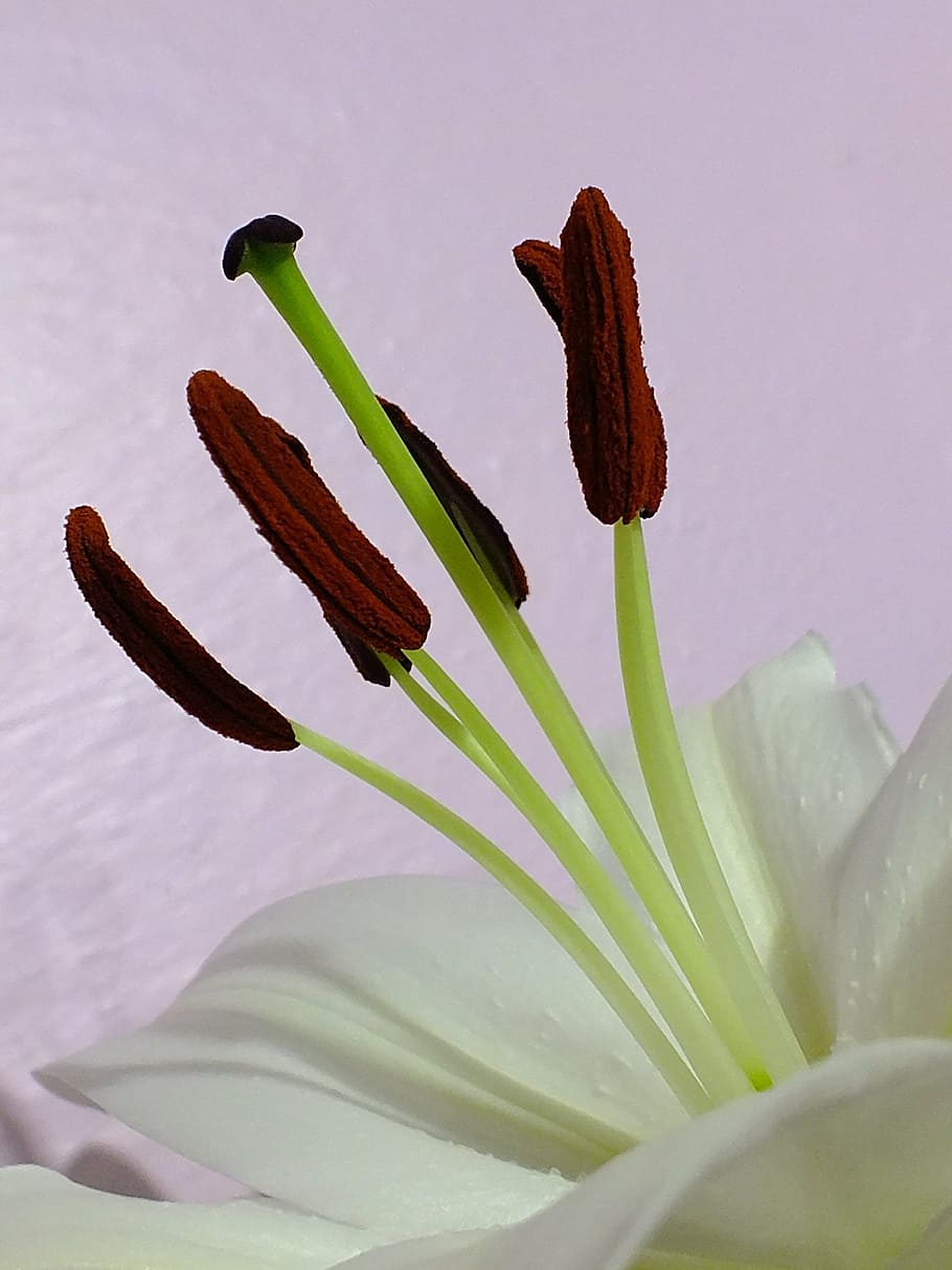 flower, flowers, white, spring, purple, plant, growth, close-up HD wallpaper