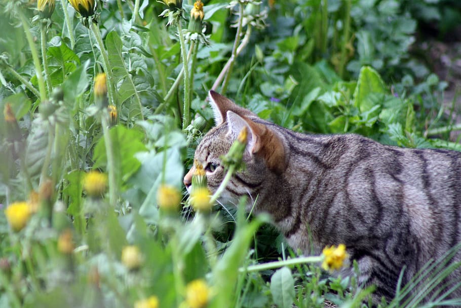 cat, taste, spring, animal themes, mammal, feline, domestic cat HD wallpaper