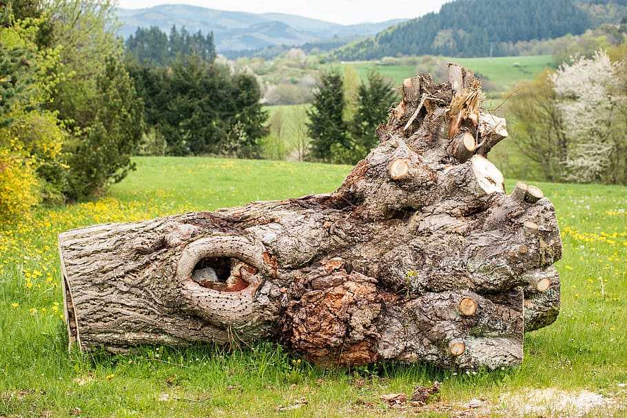brown tree log ahead, eifel, mountains, gnarled, hole, root HD wallpaper