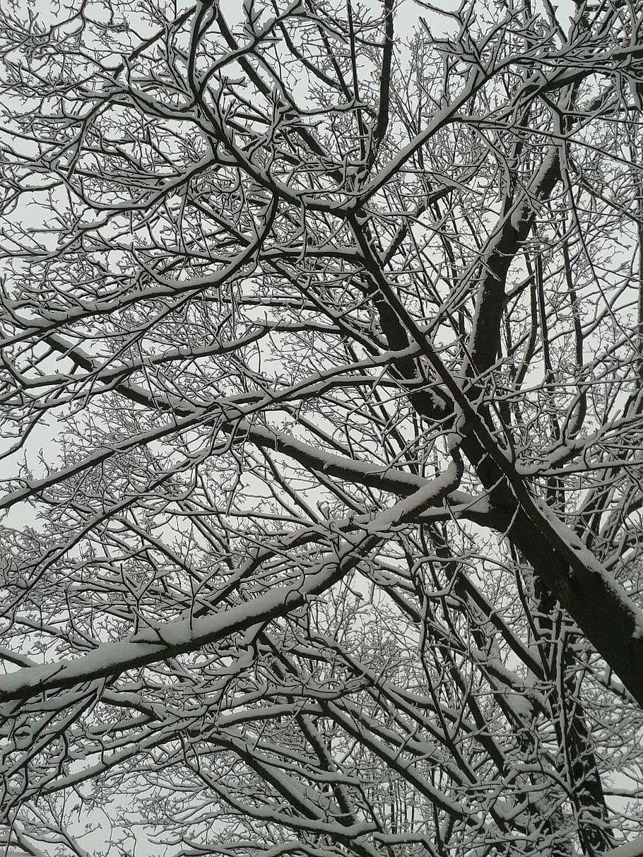 winter, snow, trees, cold, frost, branch, plant, bare tree HD wallpaper