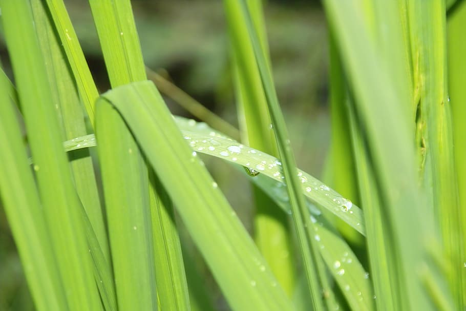 grass, nature, green, close, summer, green Color, plant, leaf HD wallpaper