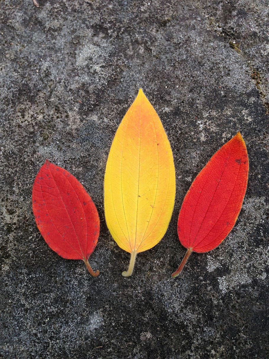 leaf, leaves, bright, autumn, color, red, yellow, colorful HD wallpaper